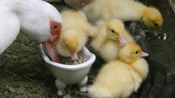 Ducklings have arrived in The Number One Place